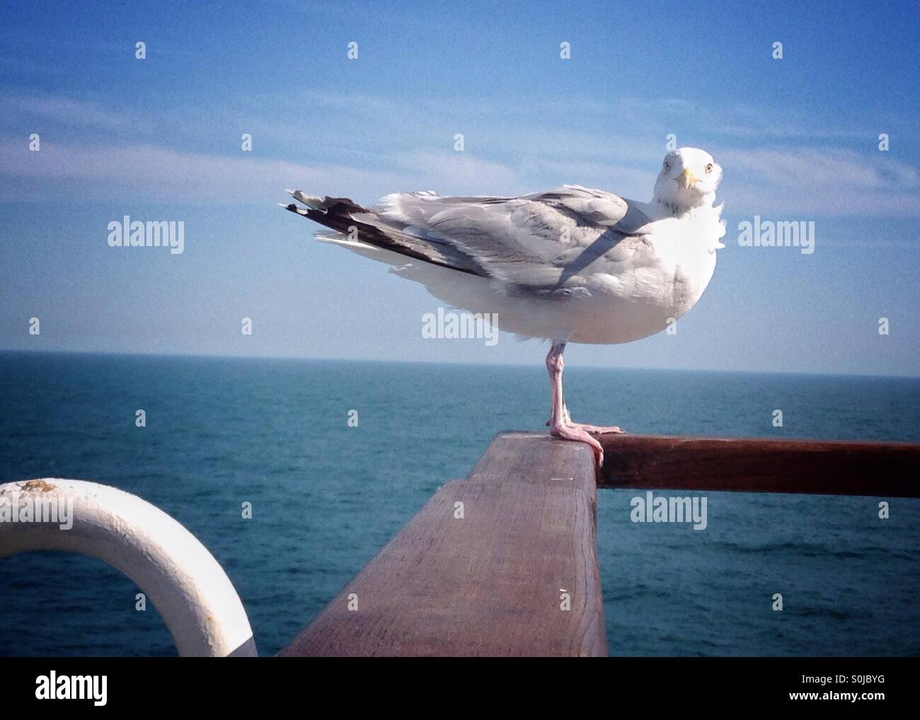 Sea gull resting on a ferry crossing the English Channel, August 2015. Stock Photo