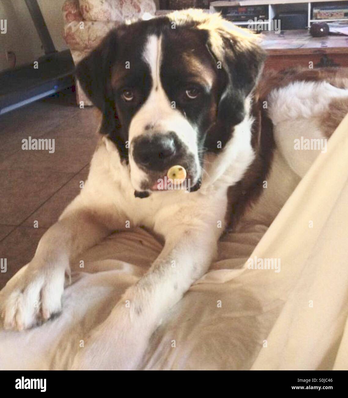 What Happened To The Dog That Played Beethoven