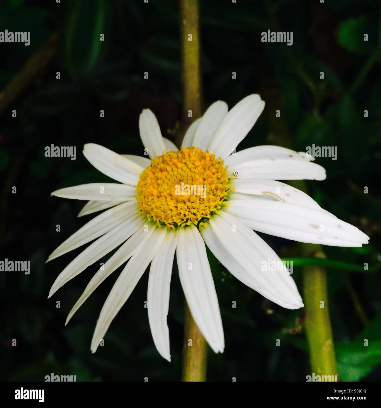 White daisy flower Stock Photo