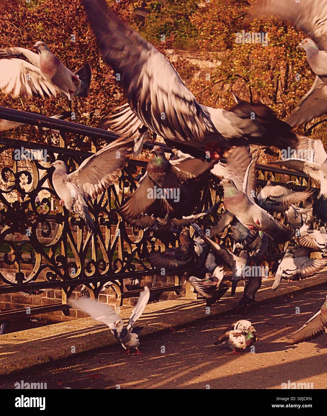 pigeons above bridge in karlovy vary Stock Photo