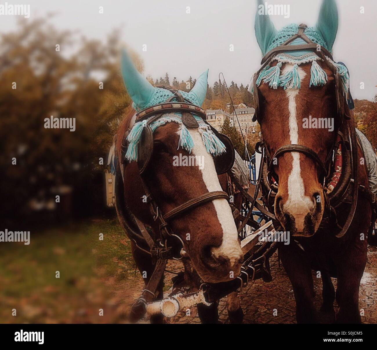 two brown harnessed horses with blue cap walk in autumn Stock Photo