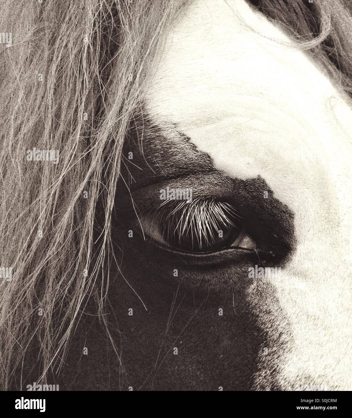 Horse Portrait - Smartphone Captured Stock Image