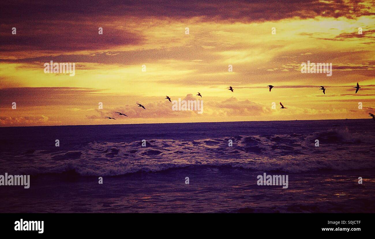 Birds flying in a line across the ocean at sunset - Smartphone Captured Stock Image Birds flying in a line across the ocean at sunset - Smartphone Captured Stock Image