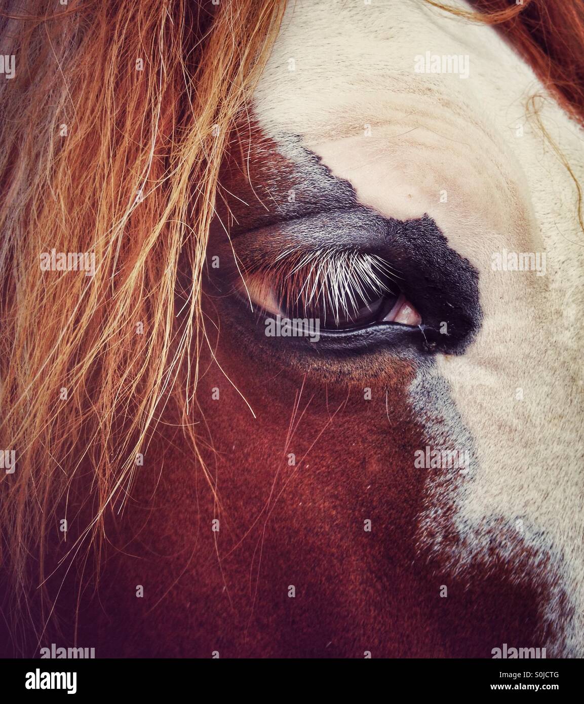 Horse portrait - Smartphone Captured Stock Image