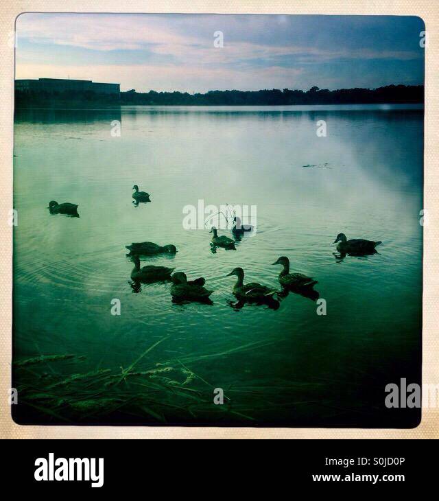 Ducks on lake - Smartphone Captured Stock Image