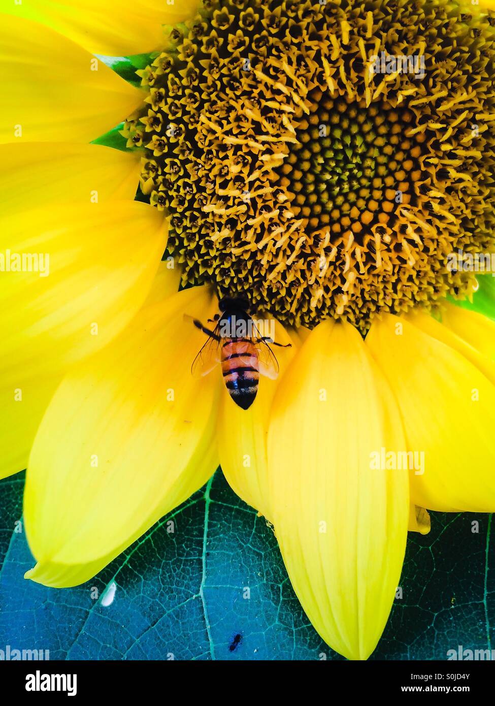 Pollination of flowers Stock Photo Alamy