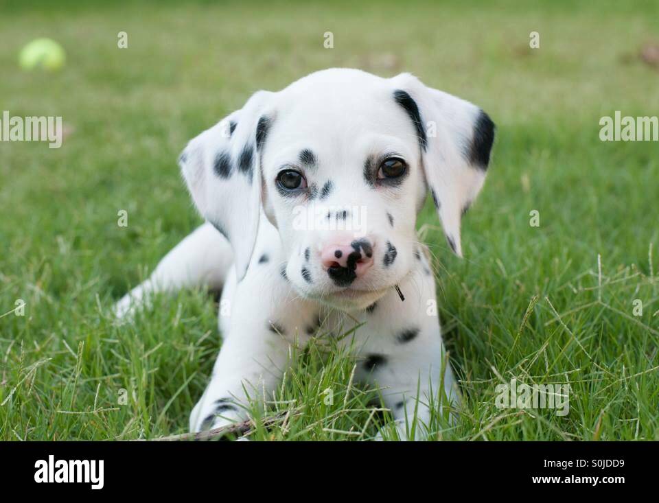 9 week old cheap dalmatian puppy