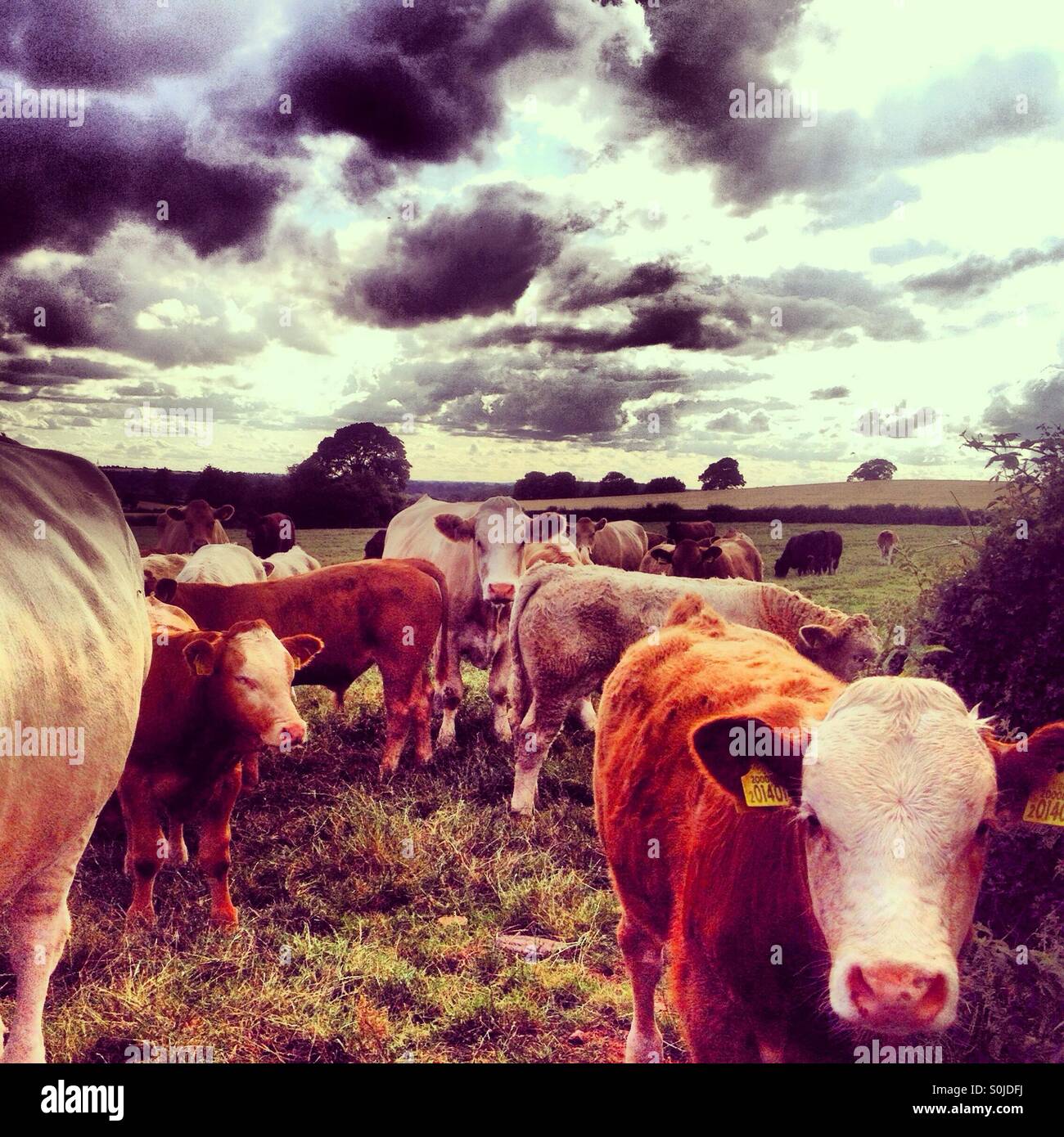 Stormy sky's over bovine Stock Photo