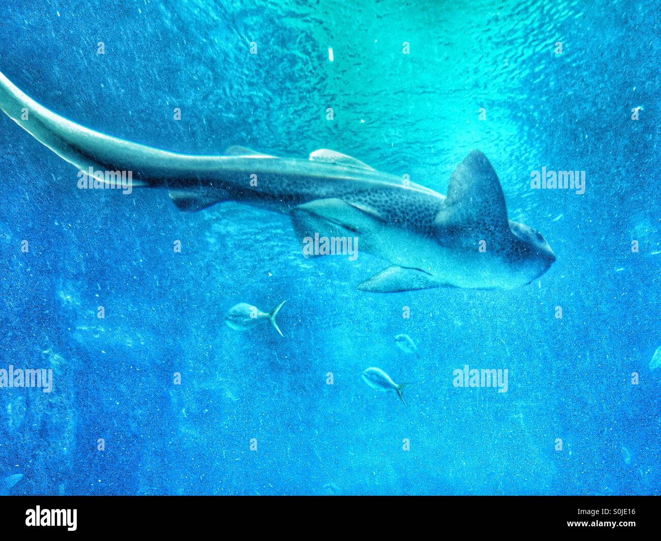 Underbelly of shark swimming with other tropical fish - Smartphone Captured Stock Image