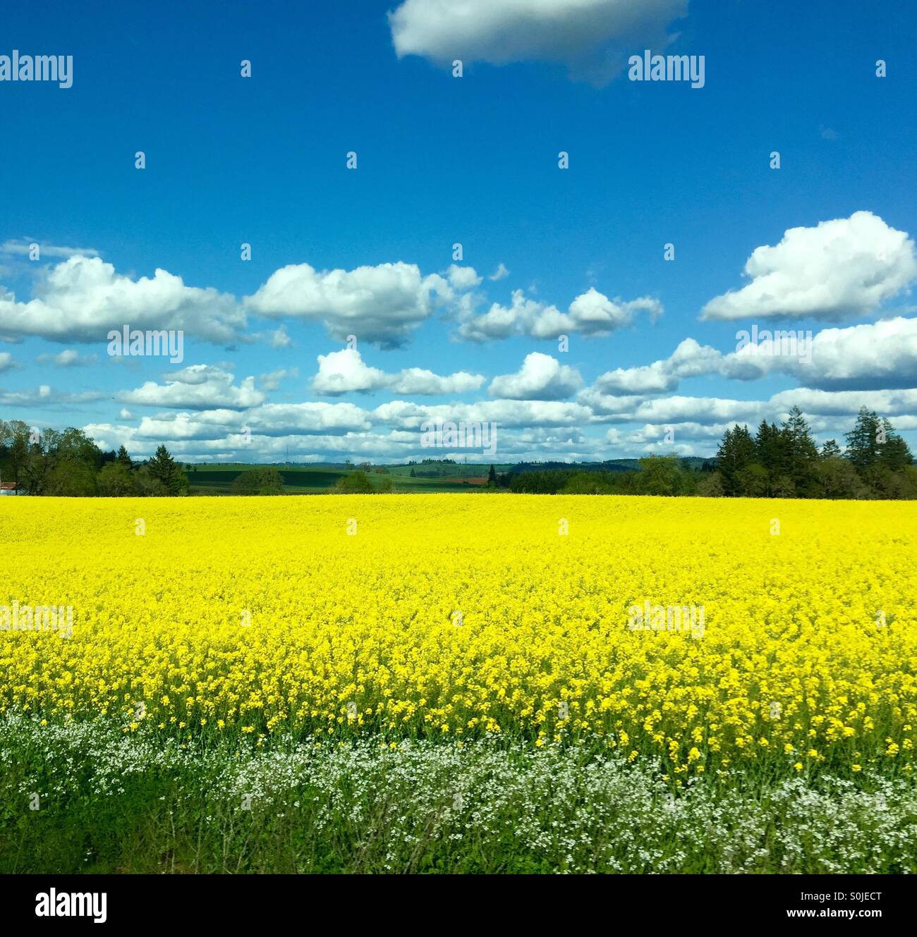 Blue skies yellow fields Stock Photo Alamy