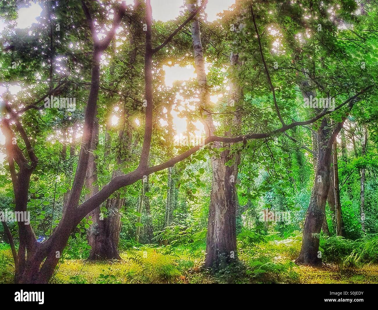 Trees and sunlight - Smartphone Captured Stock Image