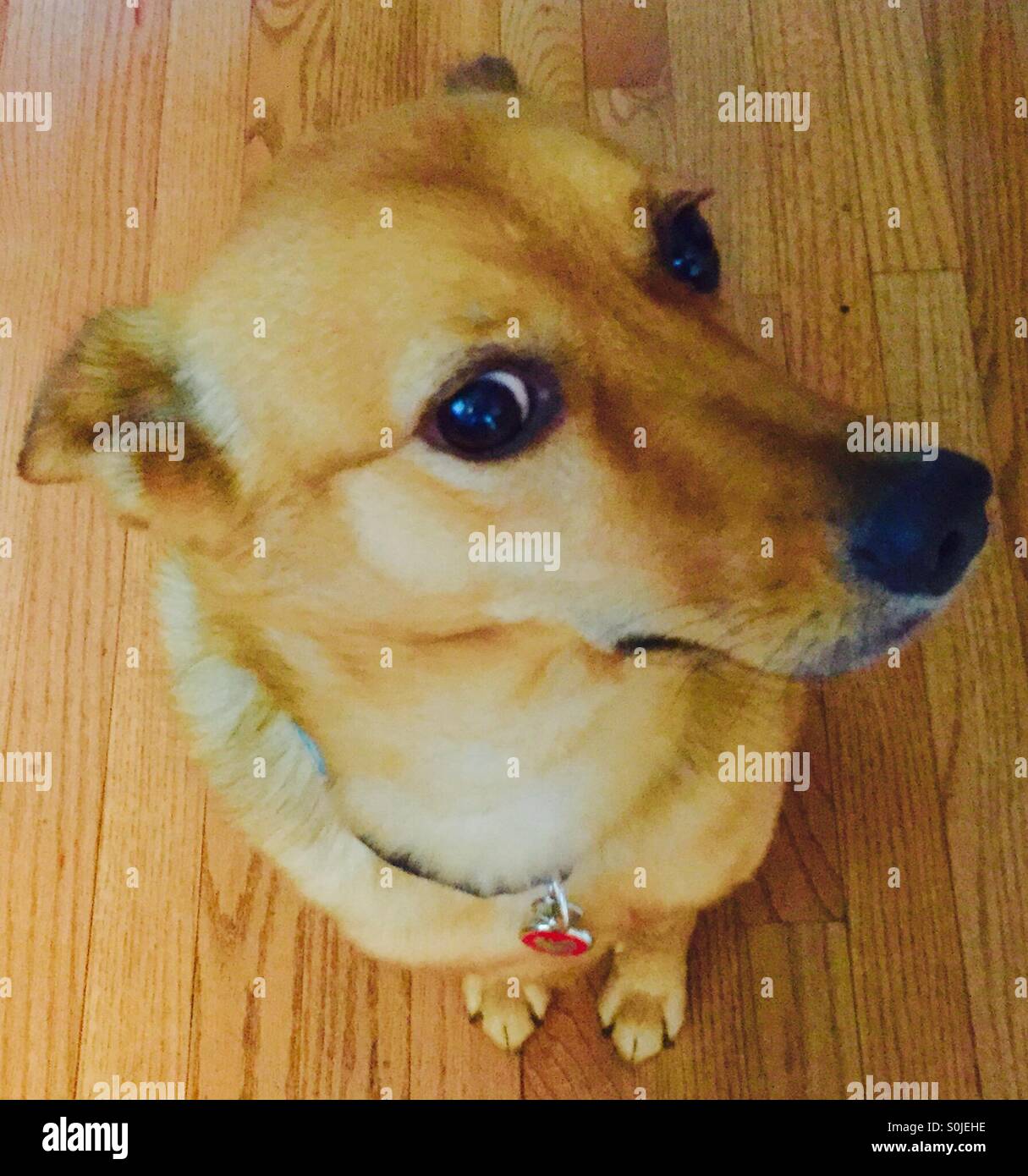 Dog on hardwood floor Stock Photo Alamy