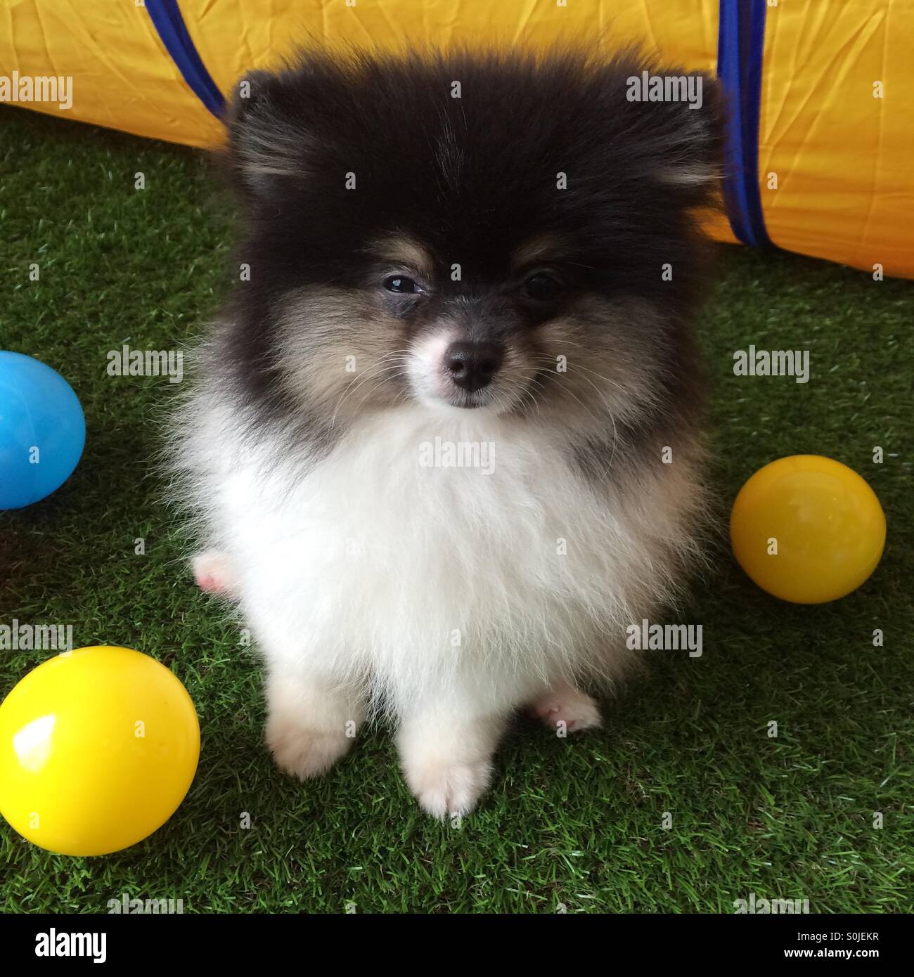 Pomeranian puppy Stock Photo