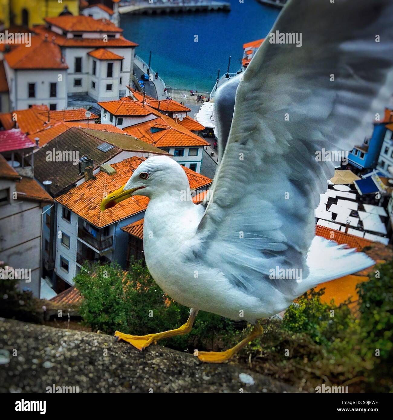 Seagull flying above if Cudillero sea coastal village, Asturias, Spain, Europe Stock Photo