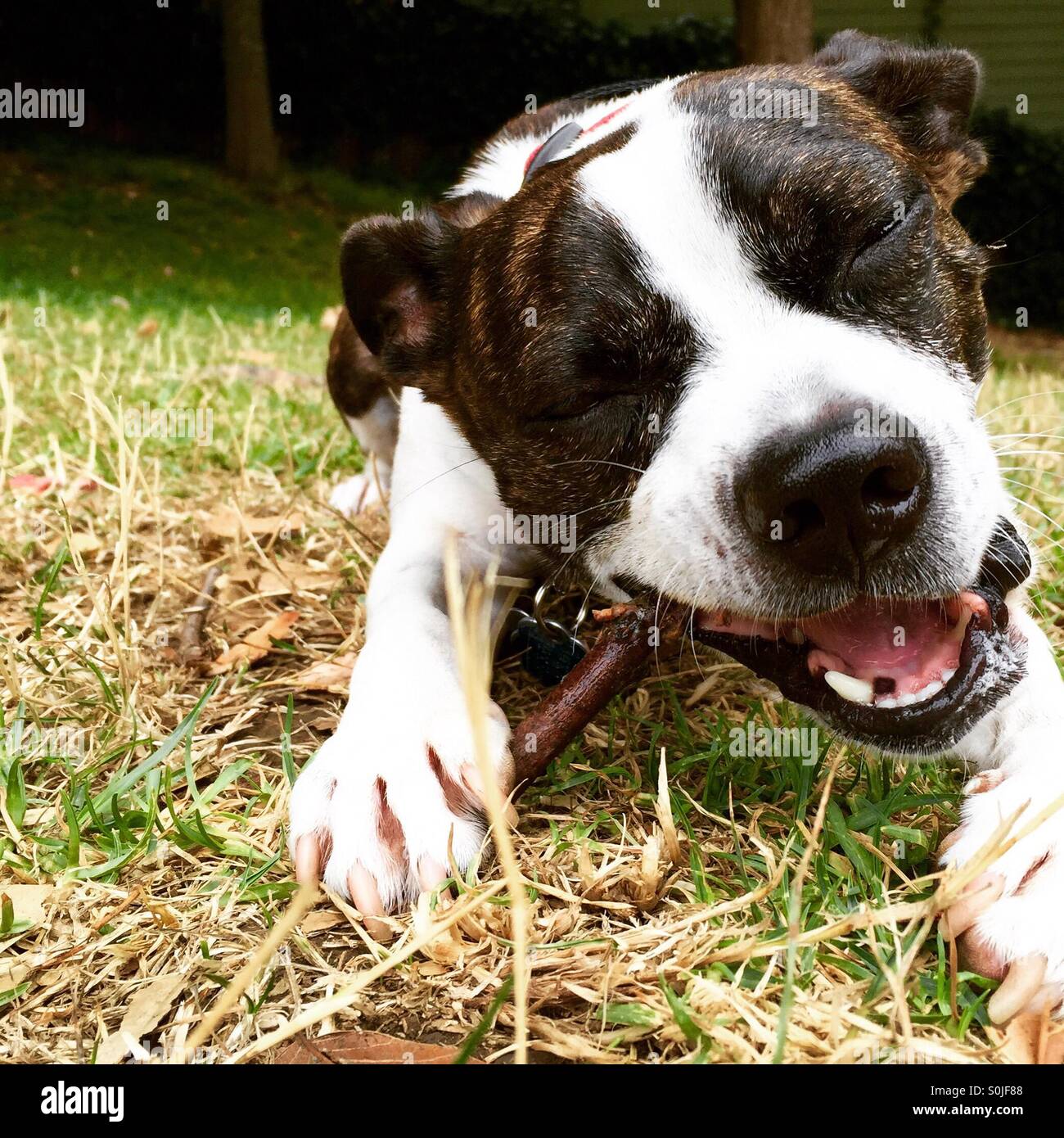 Dog chewing on a stick Stock Photo Alamy