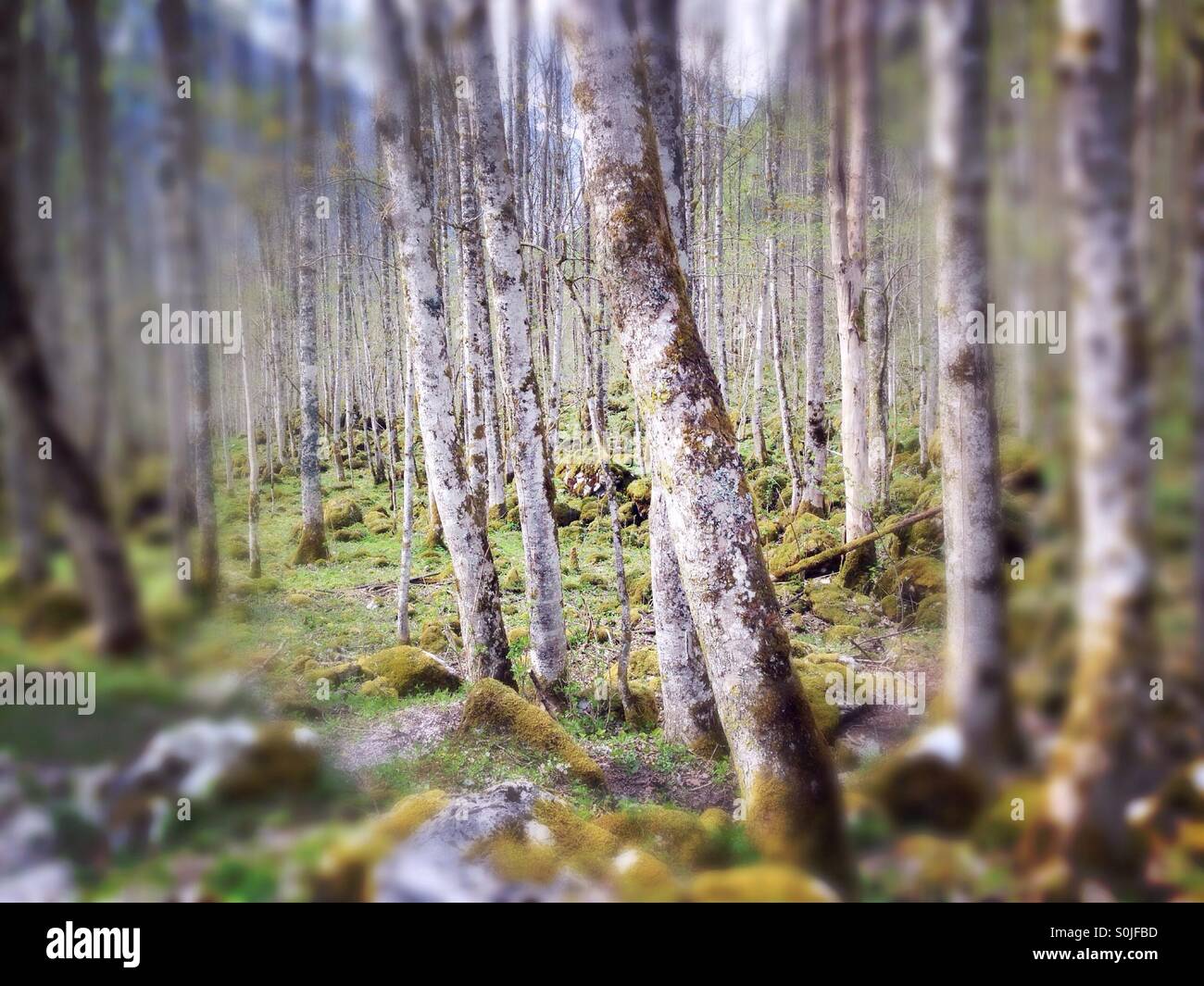 trees between moss Stock Photo