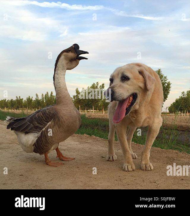 Dog and goose Stock Photo Alamy