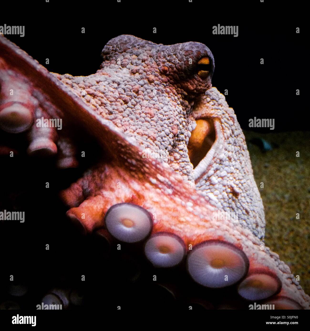 A curious octopus at the Sealife centre in Barcelona. - Smartphone Captured Stock Image
