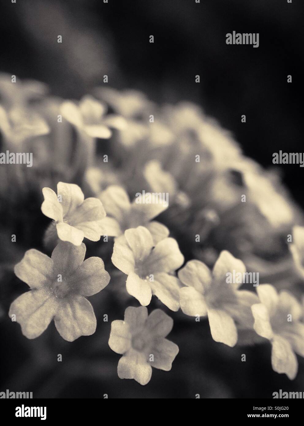 Small flowers - Smartphone Captured Stock Image