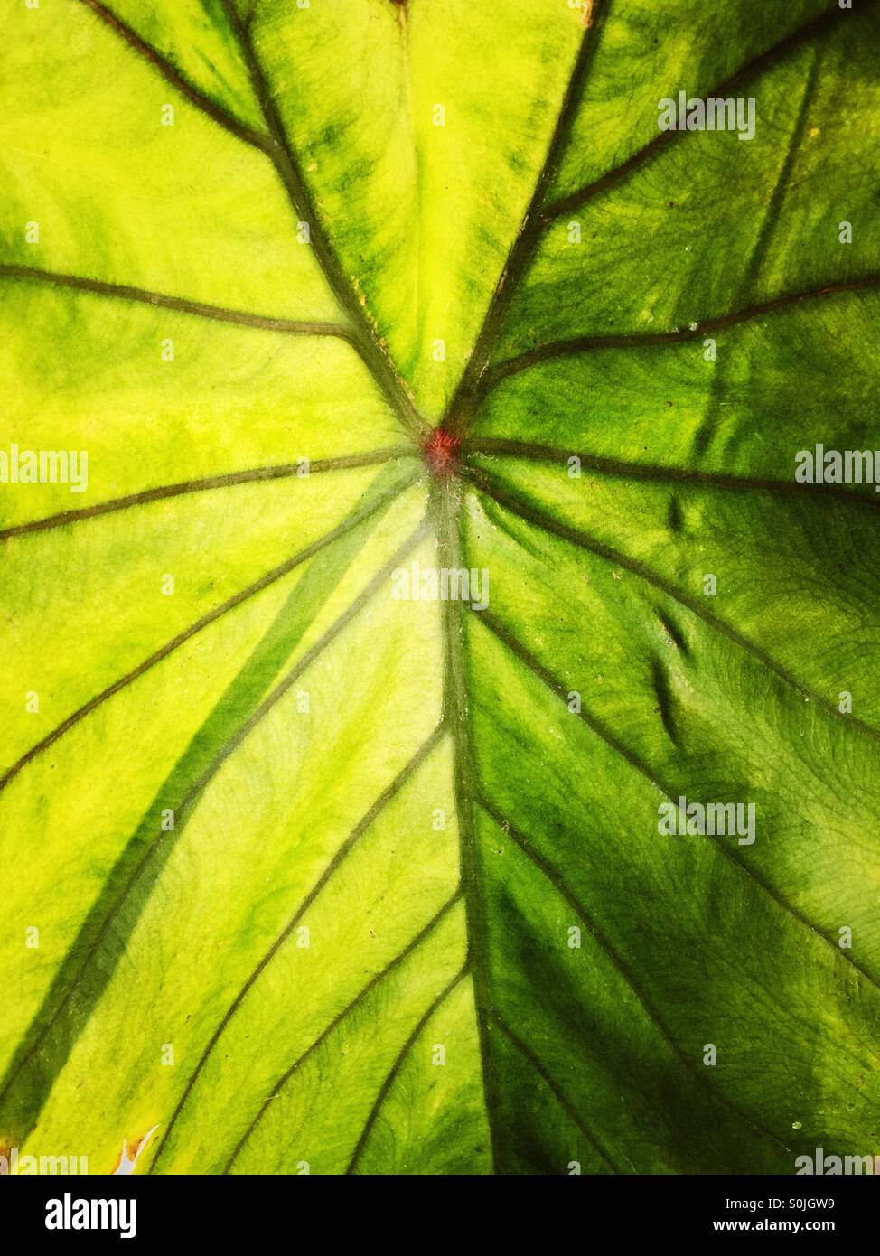 Close up of a Banana Palm leaf, with the sun shining on it. - Smartphone Captured Stock Image