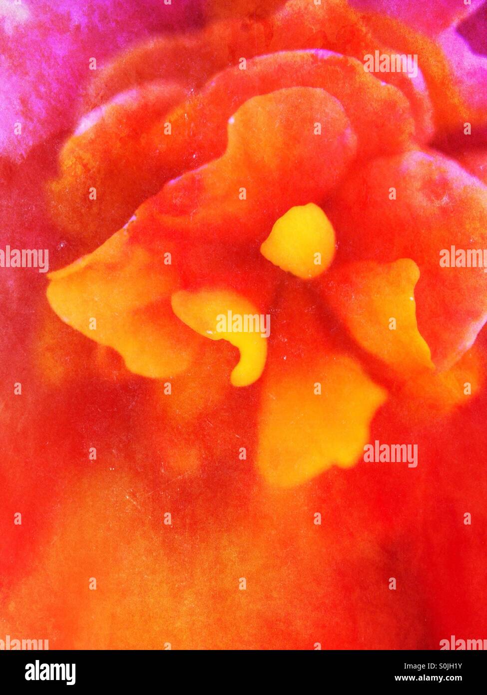 Begonia flower - Smartphone Captured Stock Image