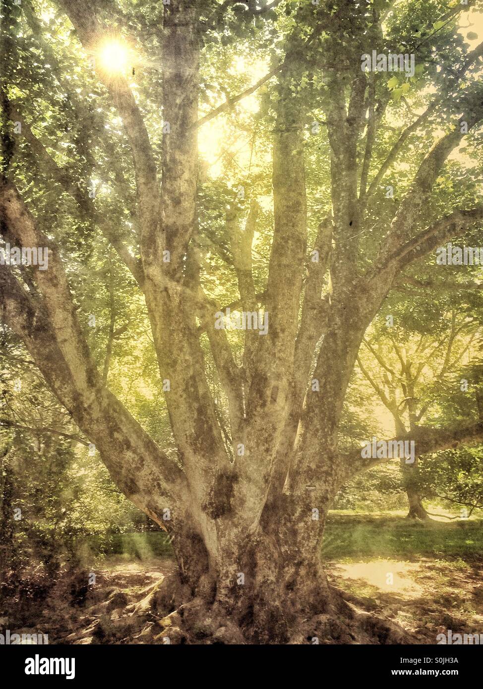 Ancient tree - Smartphone Captured Stock Image