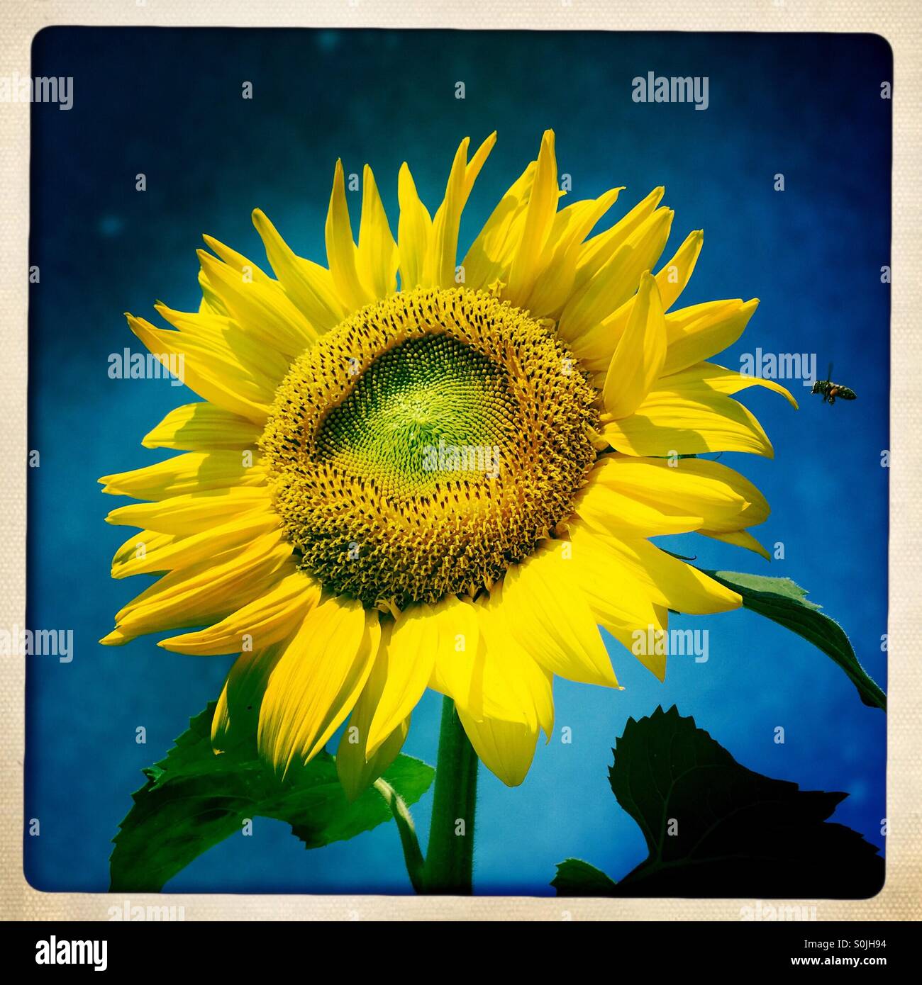 Late Summers Glory - Smartphone Captured Stock Image