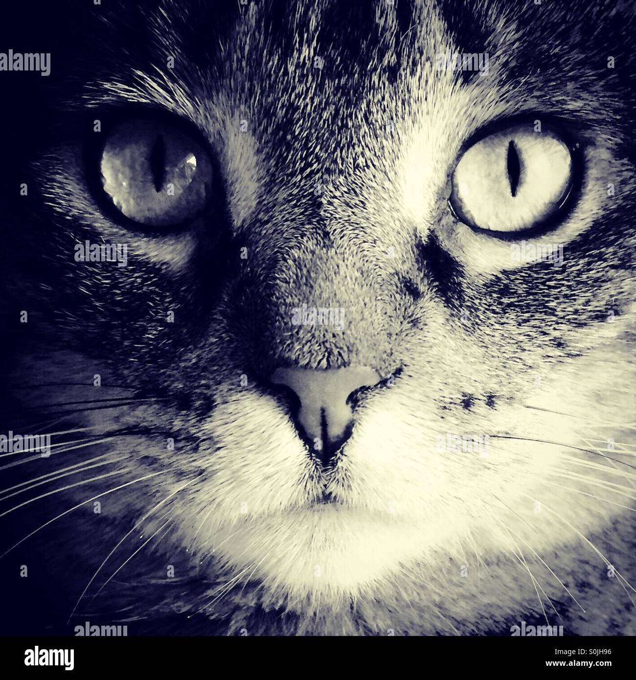 Staring Contest - Smartphone Captured Stock Image