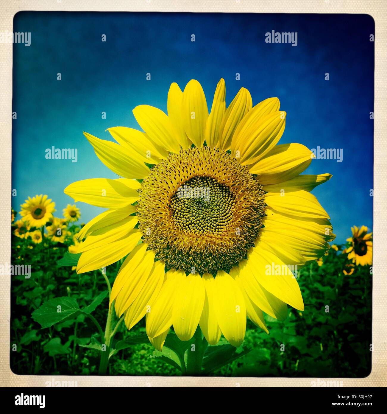 Sunflowers nature hi-res stock photography and images - Alamy
