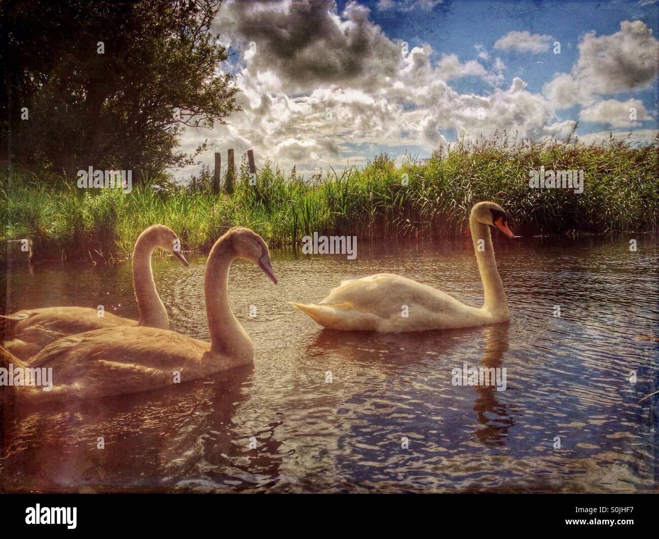 Swan and cygnets gluiding along the Lancaster canal - Smartphone Captured Stock Image