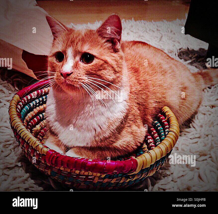 Cat in a basket - Smartphone Captured Stock Image