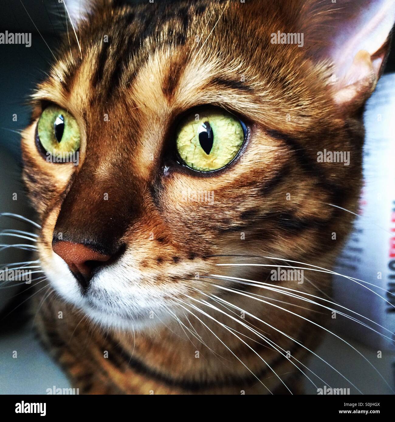 A brown spotted Bengal cat looking out of a window. - Smartphone Captured Stock Image