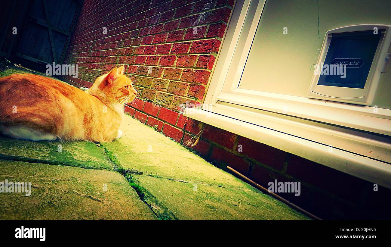 Cat looking at cat flap in door Stock Photo Alamy