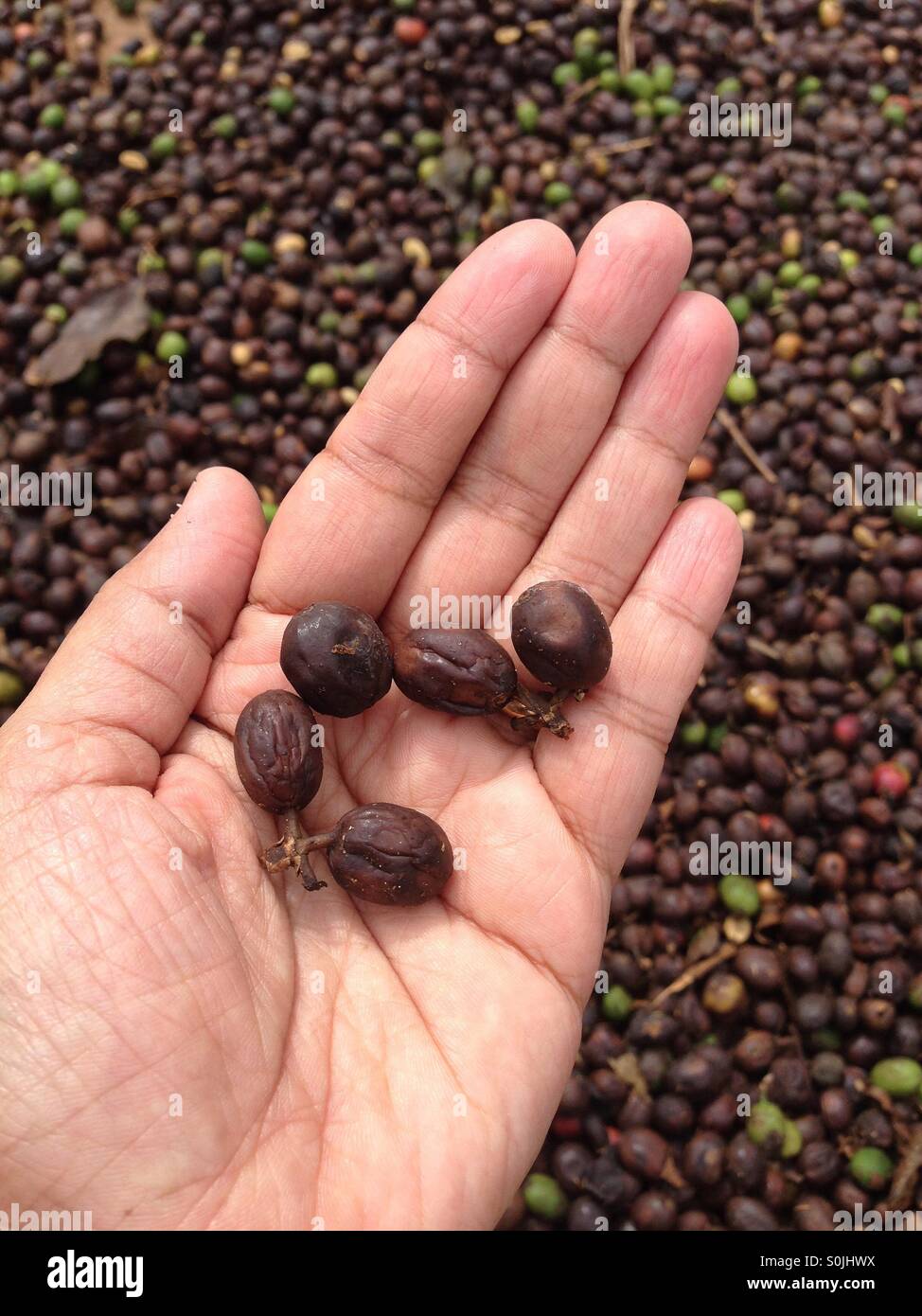 freshly picked coffee berries drying in the sun in India Stock Photo