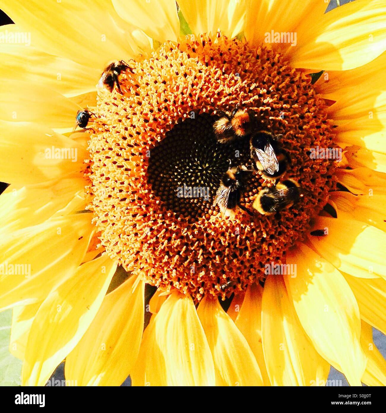 Bumblebees on sunflower Stock Photo