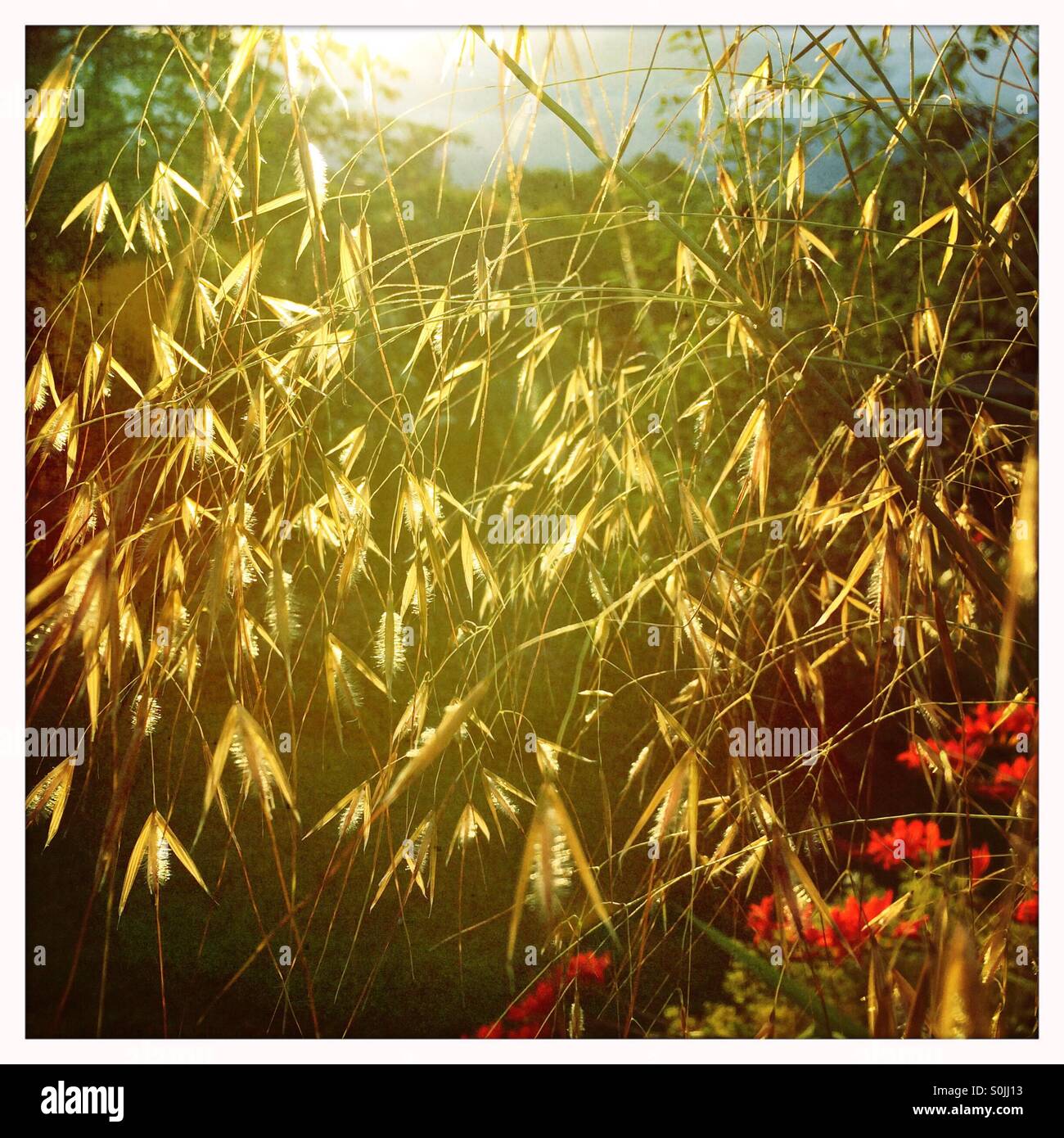 Evening sun shining through golden oats grass - Stipa gigantea Stock Photo