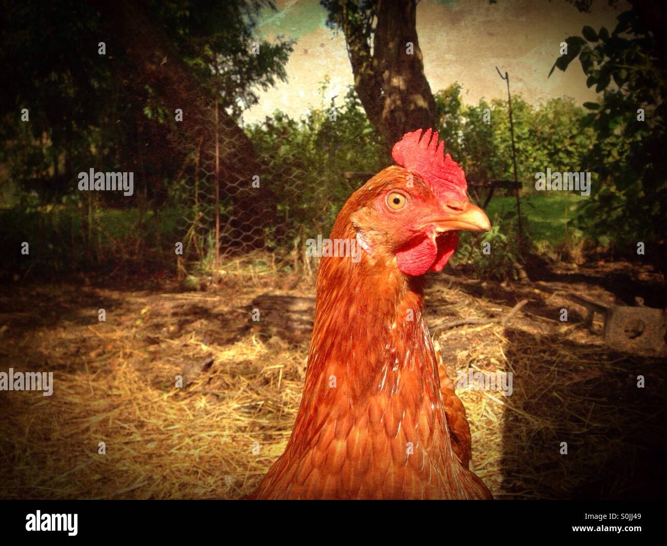 Lohmann hen, Lincolnshire, England. - Smartphone Captured Stock Image