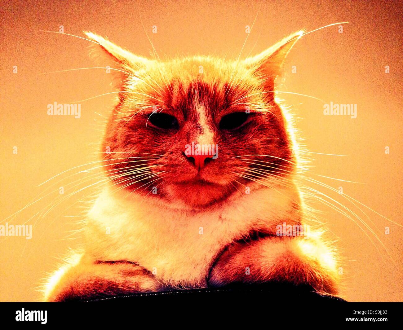 Bad tempered cat looking directly at the camera - Smartphone Captured Stock Image