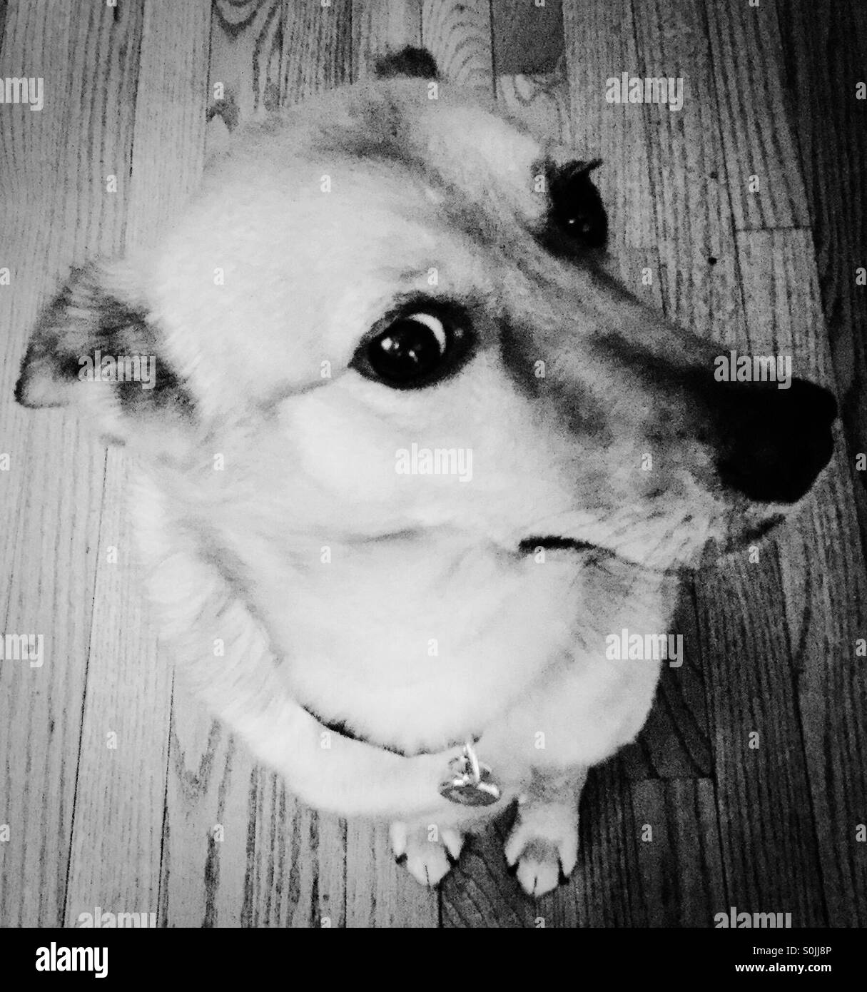 Side eye dog Stock Photo Alamy