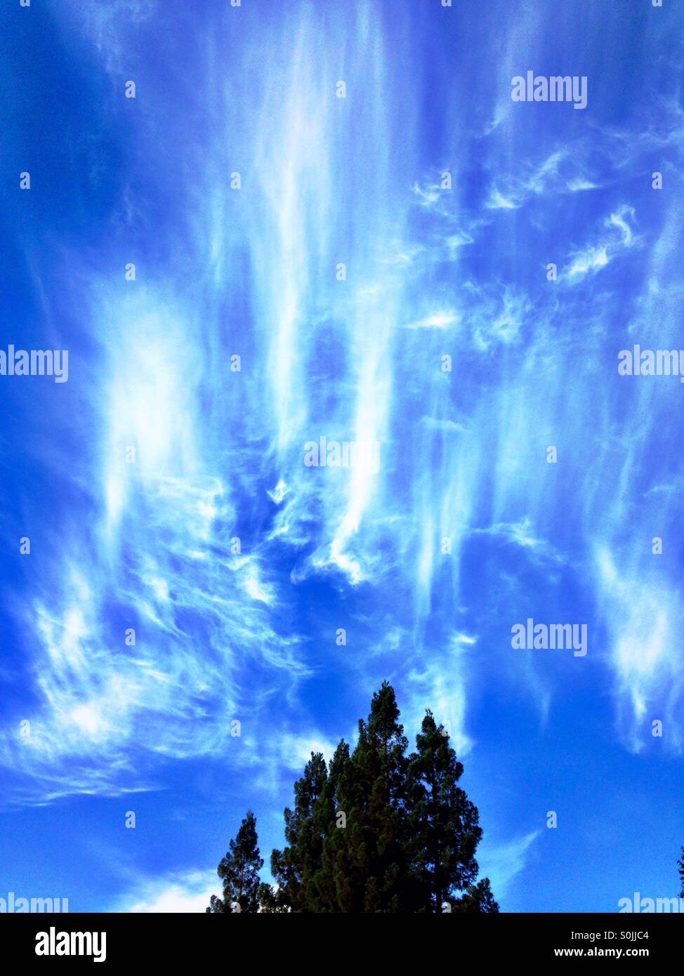 Unique clouds, blue sky,  over redwood trees - Smartphone Captured Stock Image