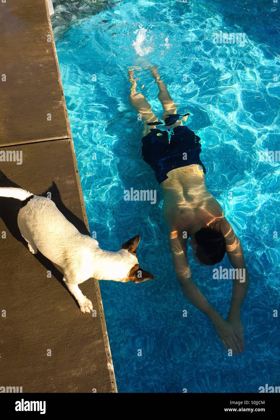 Young man swimming under water in swimming pool while his dog runs along on the pool deck. Photographed from above. - Smartphone Captured Stock Image
