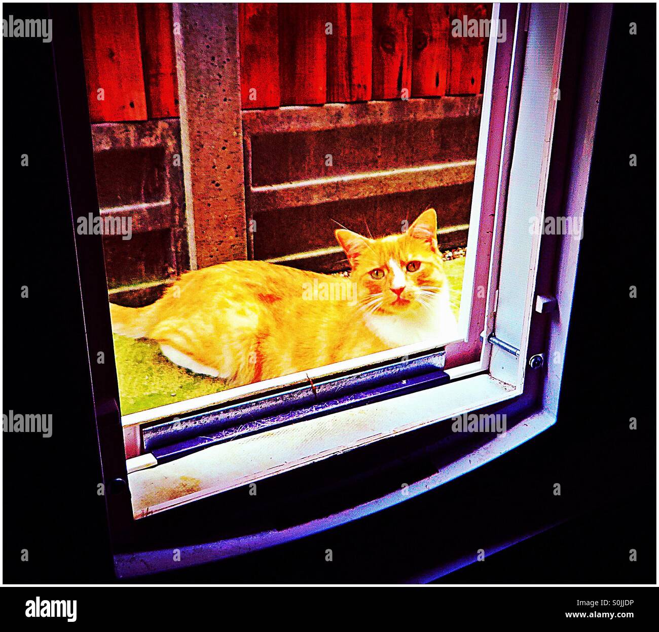 Ginger white cat looking through open cat flap Stock Photo