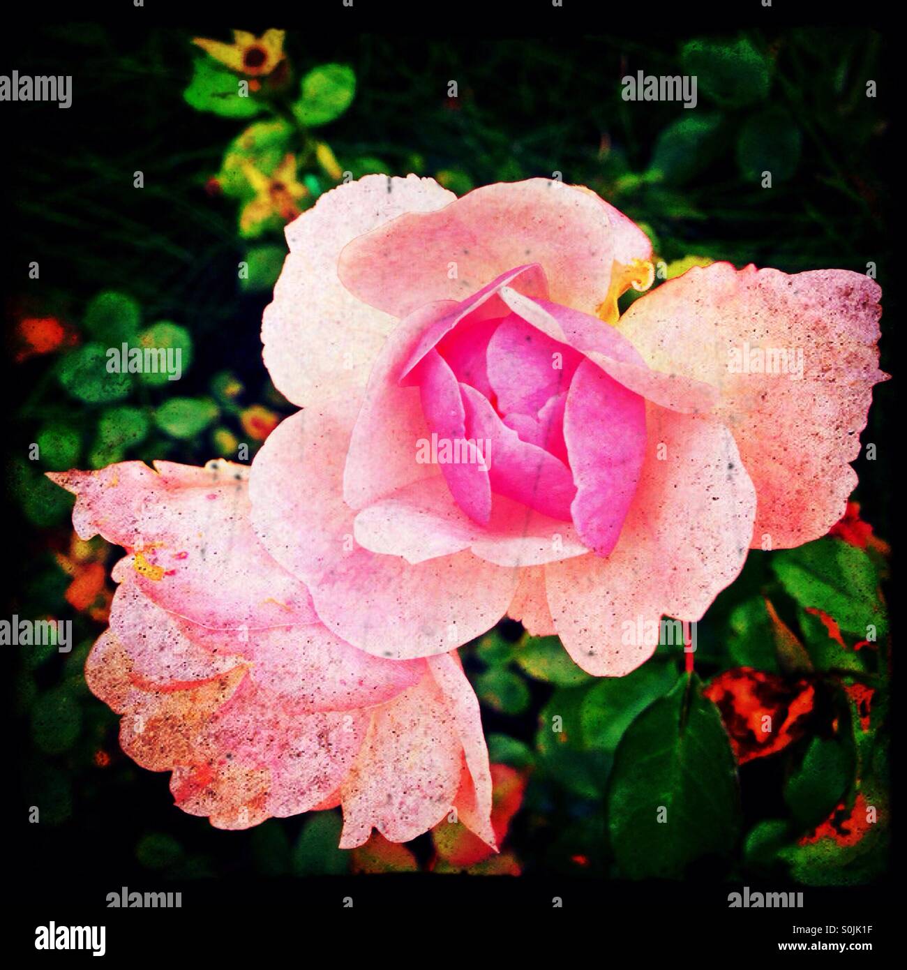Pink roses in garden, London, England, United Kingdom, Europe Stock
