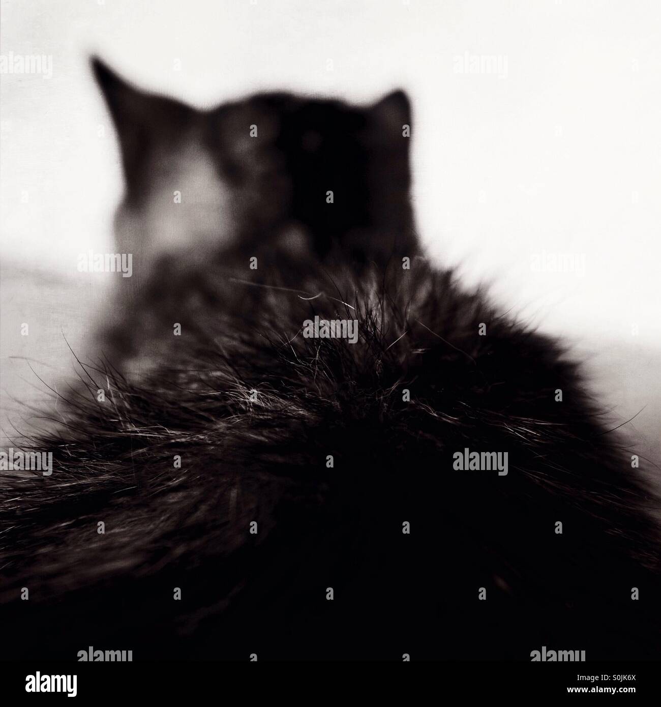 Cat fur - Smartphone Captured Stock Image