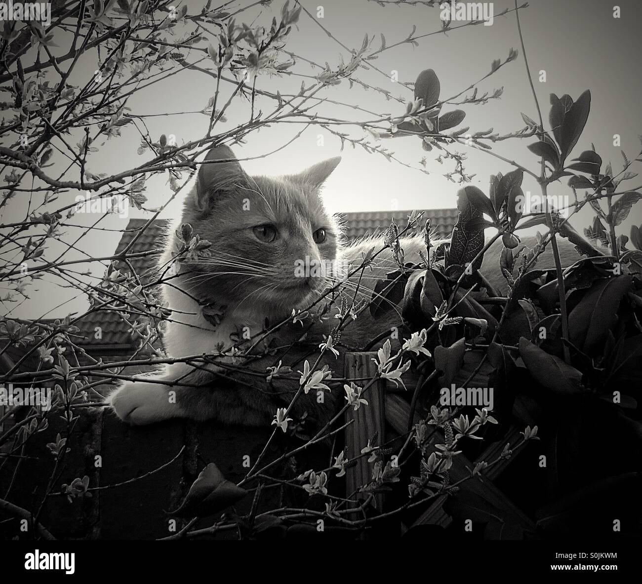 Cat sitting on wall in between flowers - Smartphone Captured Stock Image