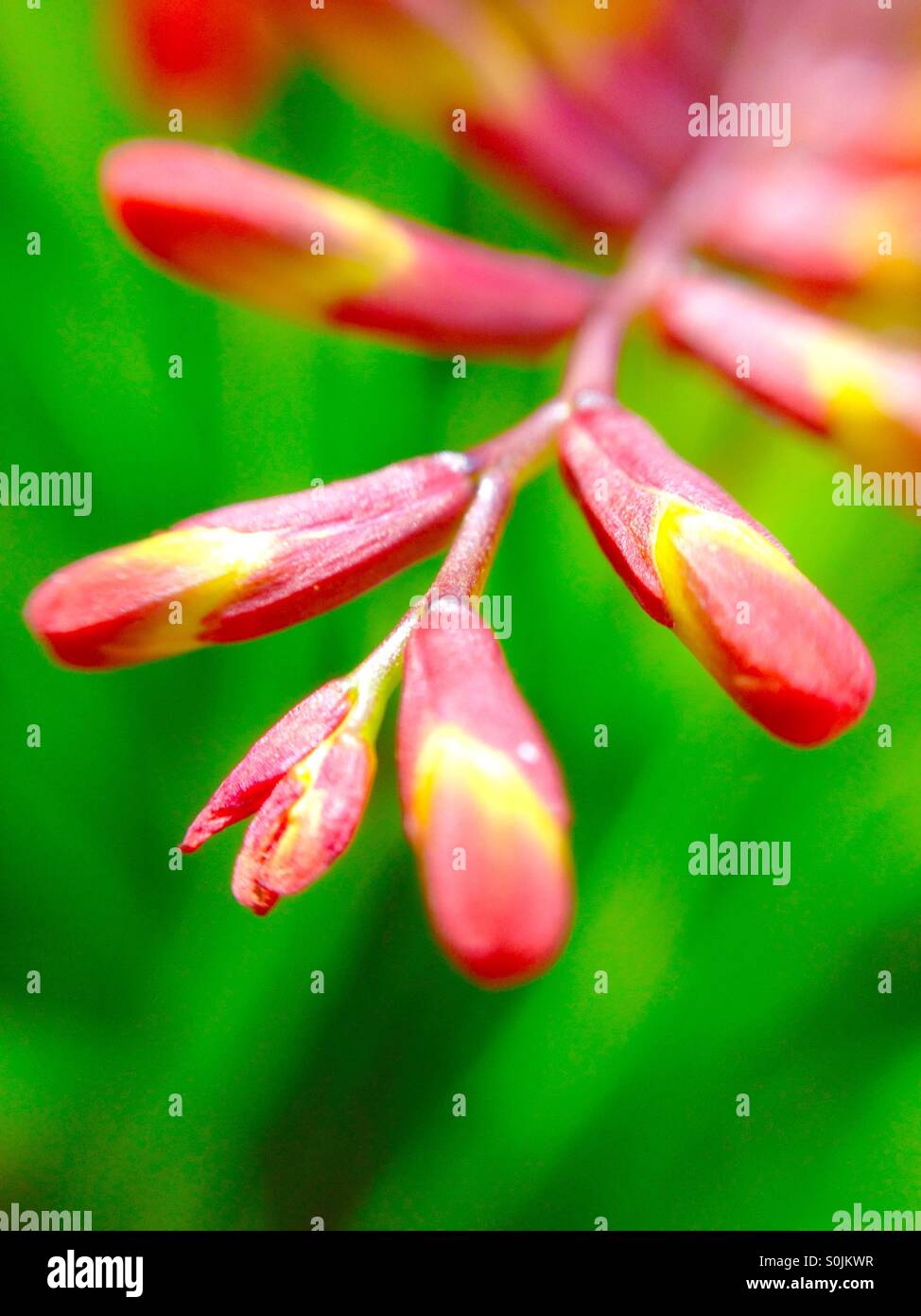 Macro view of a montbretia plant - Smartphone Captured Stock Image
