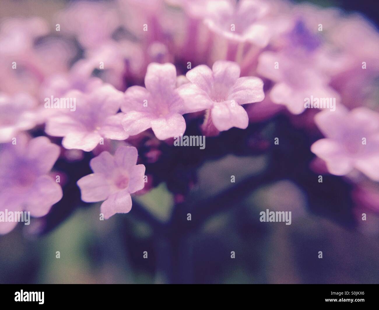 Small flowers - Smartphone Captured Stock Image