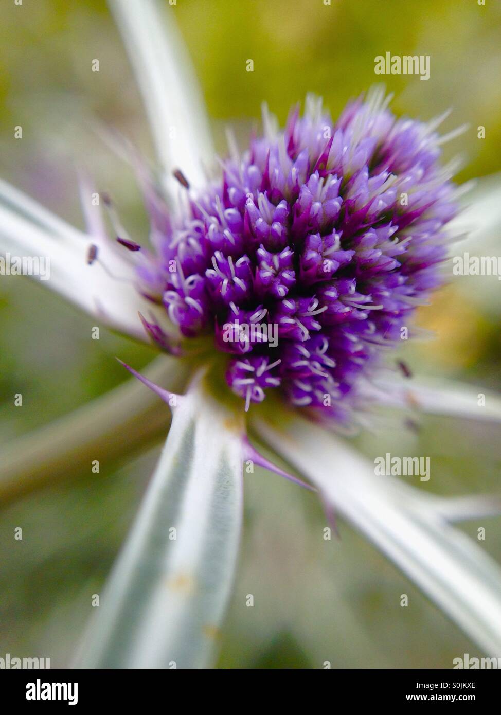 Sea holly flower - Smartphone Captured Stock Image