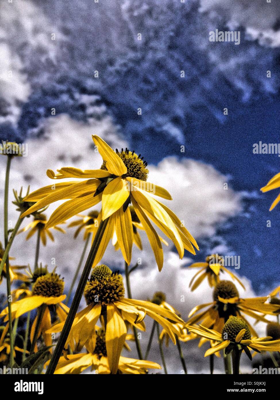 Rudbeckia flowers - Smartphone Captured Stock Image