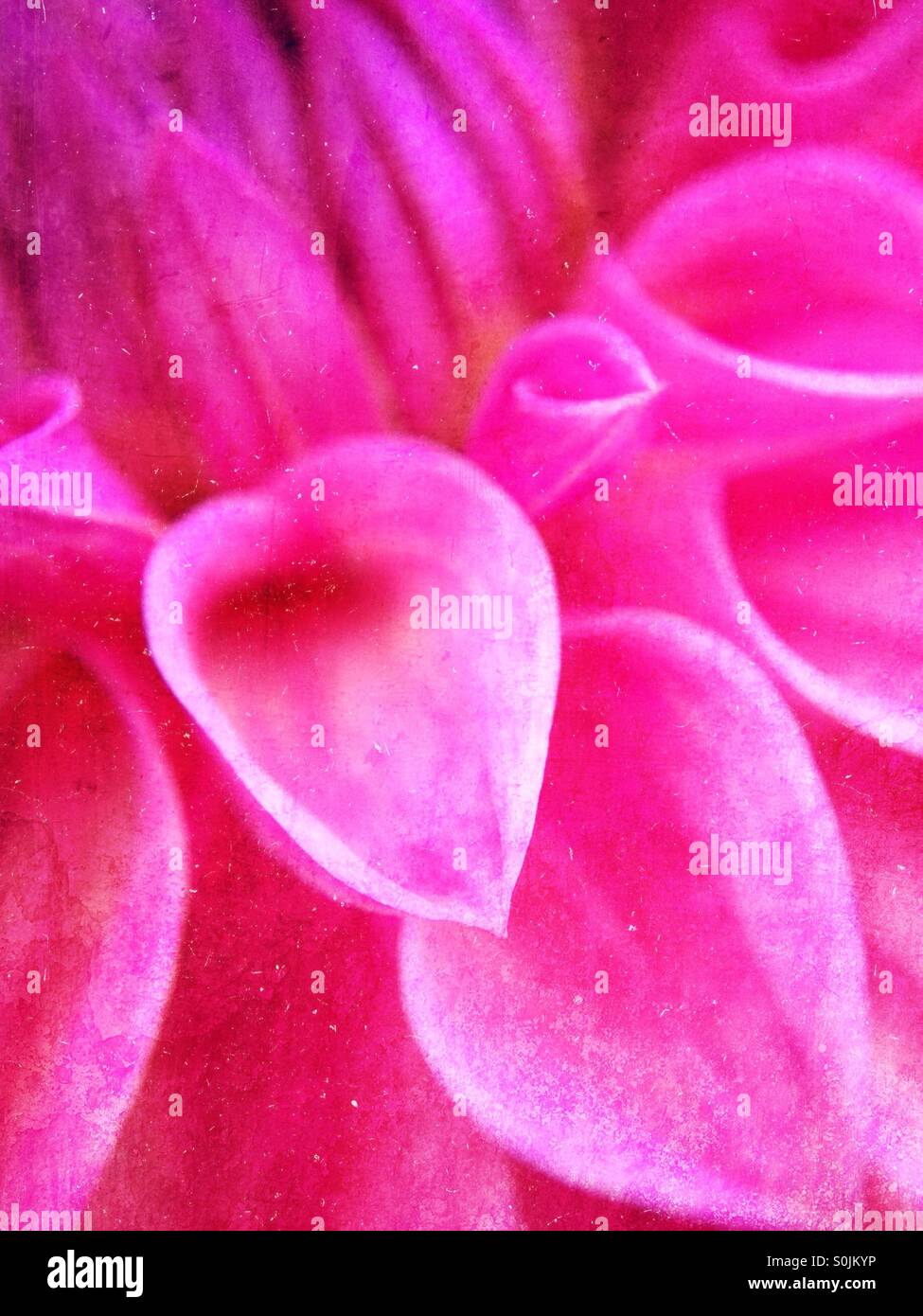 Dahlia petals - Smartphone Captured Stock Image